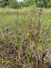 Carex oligosperma