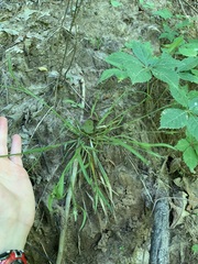 Carex blanda