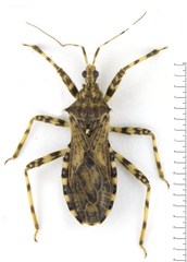 Lisarda annularis