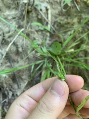 Carex blanda