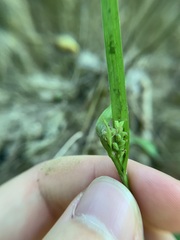 Carex blanda