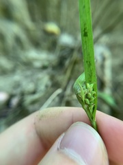 Carex blanda