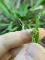Carex blanda
