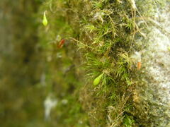 Leptobryum pyriforme