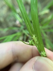 Carex blanda