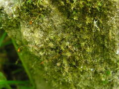 Leptobryum pyriforme