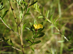 Pultenaea rariflora