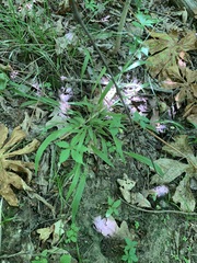 Dichanthelium laxiflorum