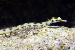 Corythoichthys flavofasciatus