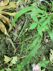 Dichanthelium laxiflorum
