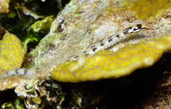 Corythoichthys flavofasciatus