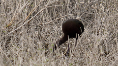 Plegadis chihi