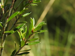 Pultenaea rariflora