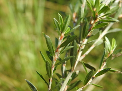 Pultenaea rariflora