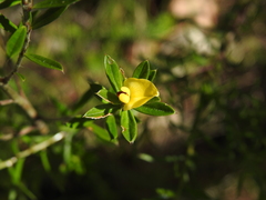 Pultenaea rariflora