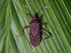 Leptoscelis quadrisignatus image