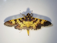 Diacme elealis