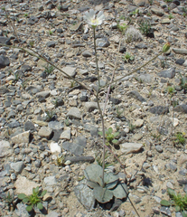 Atrichoseris platyphylla