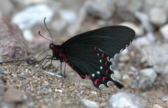 Parides alopius