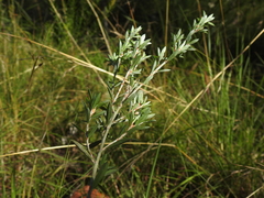 Pultenaea rariflora