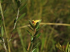 Pultenaea rariflora