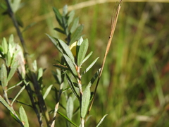 Pultenaea rariflora