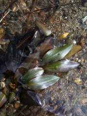 Potamogeton polygonifolius