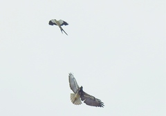 Geranoaetus albicaudatus