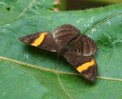 Emesis cypria guppyi