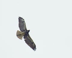 Geranoaetus albicaudatus