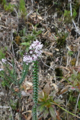 Valeriana microphylla