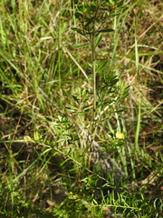 Pultenaea rariflora
