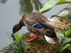 Anas platyrhynchos × wyvilliana