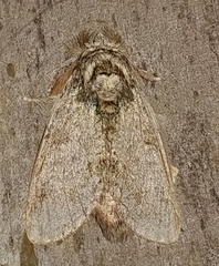 Disphragis