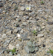 Atrichoseris platyphylla