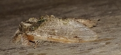 Disphragis