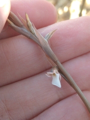 Schiedeella transversalis