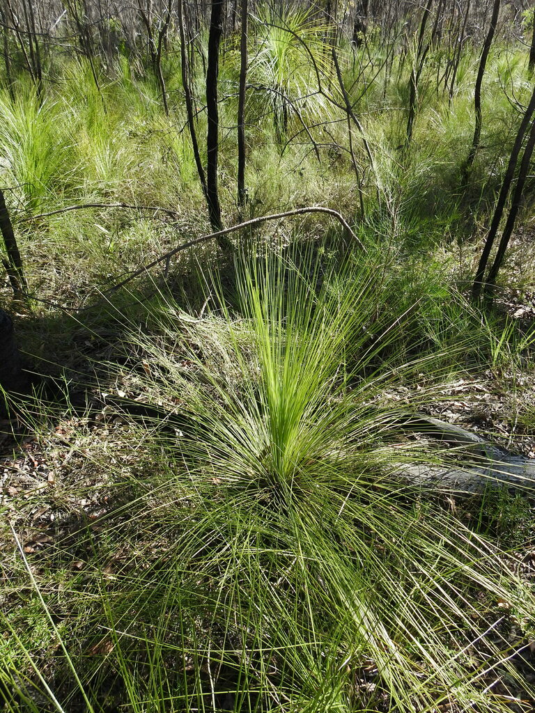 Forest Grasstree from Walligan QLD 4655, Australia on January 23, 2023 ...