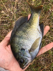 Lepomis macrochirus purpurascens