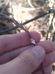 Schiedeella transversalis