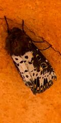 Xanthopastis timais
