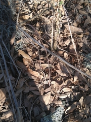 Schiedeella transversalis