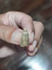 Spodoptera cilium