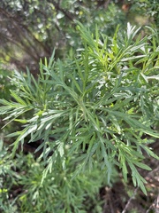 Artemisia palmeri