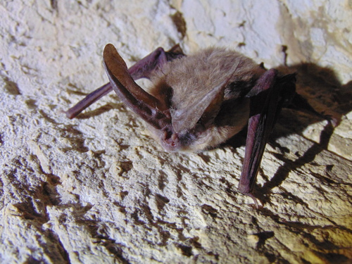Townsend's Big-eared Bat
