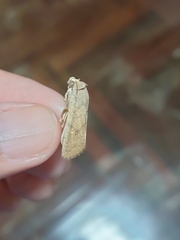 Spodoptera cilium