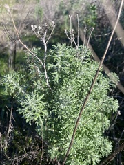 Eriophyllum confertiflorum