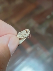 Spodoptera cilium