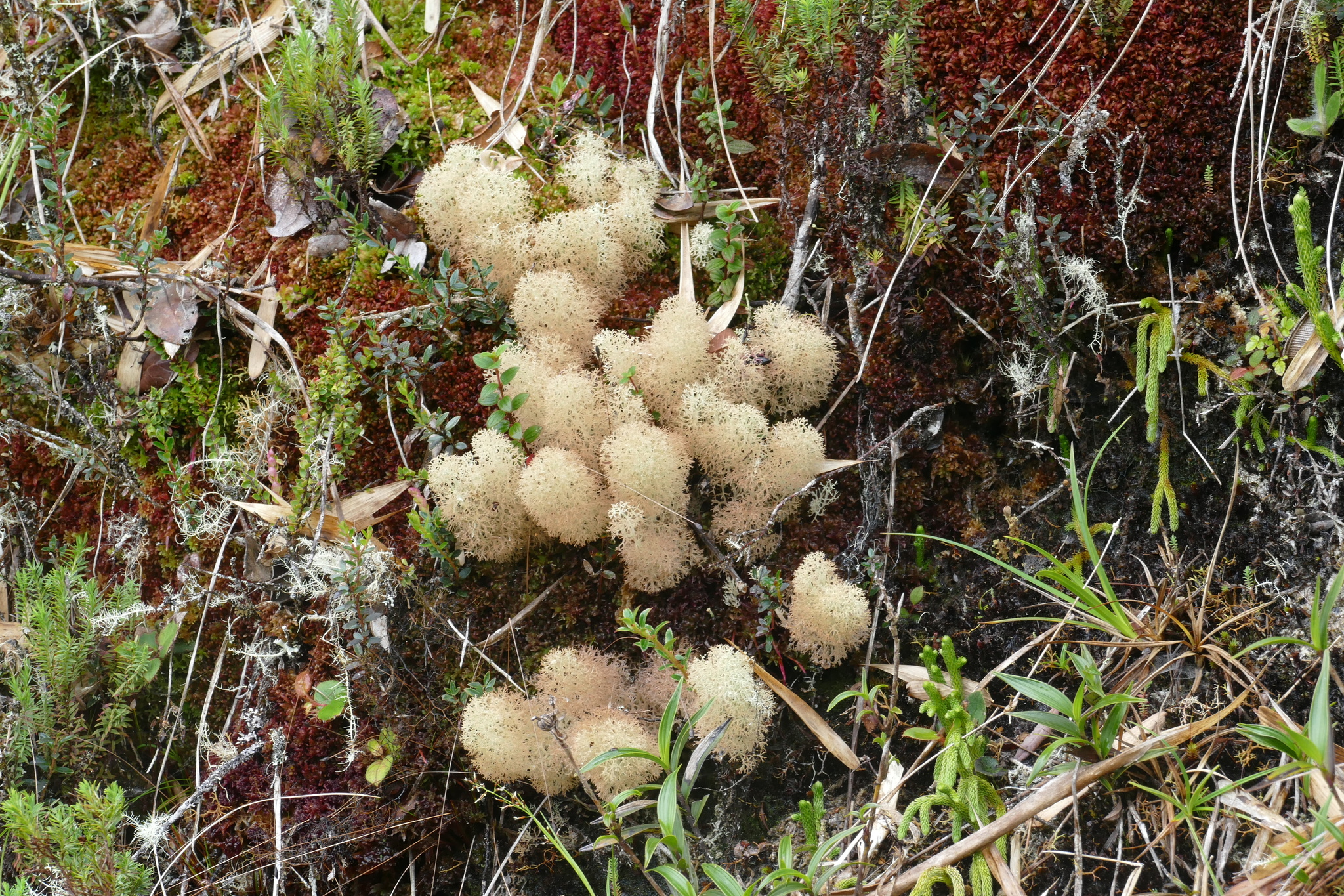 Cladonia image