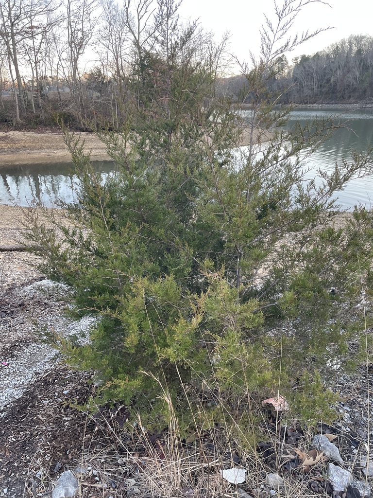 eastern redcedar from Armstrong Rd, Soddy Daisy, TN, US on 23 January